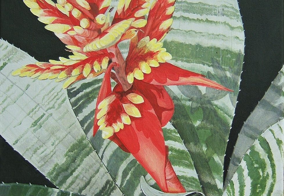 Red and Yellow Bromeliad