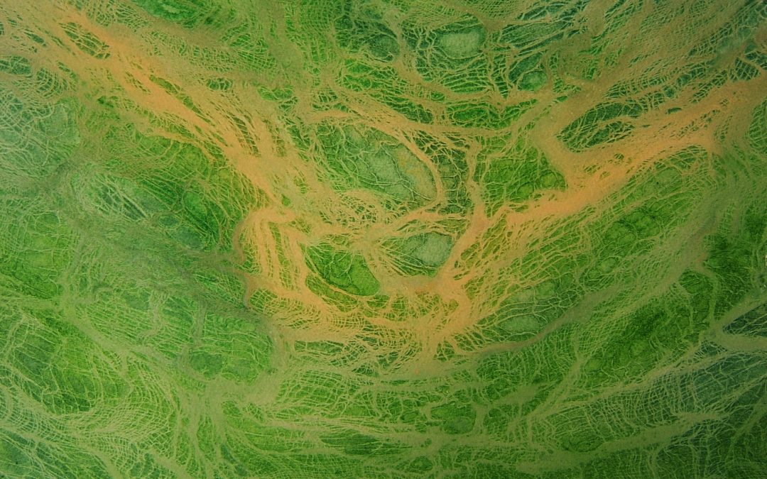 Green Abstract