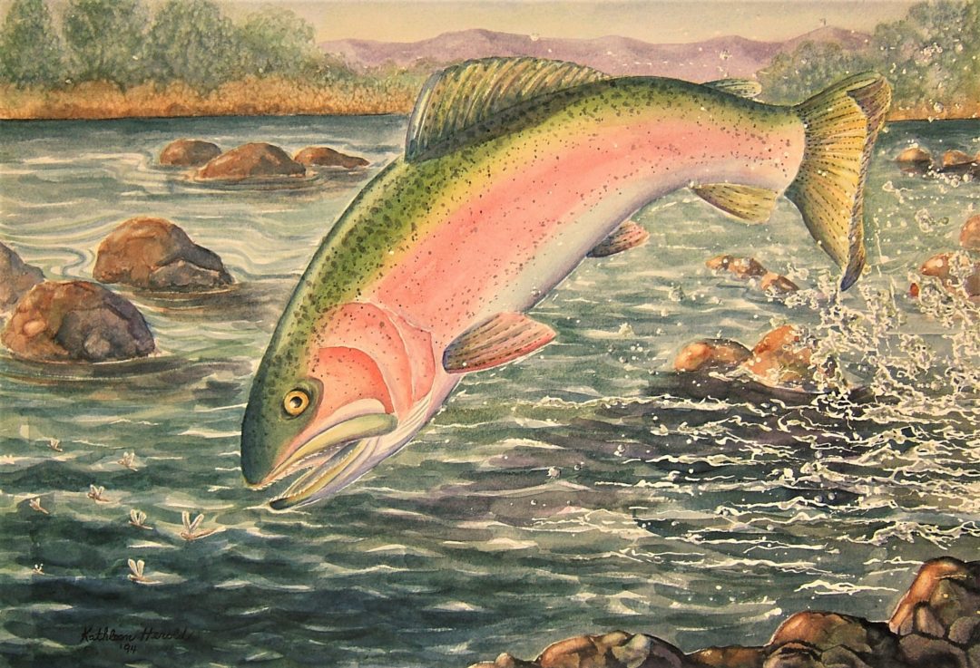 Rainbow Trout