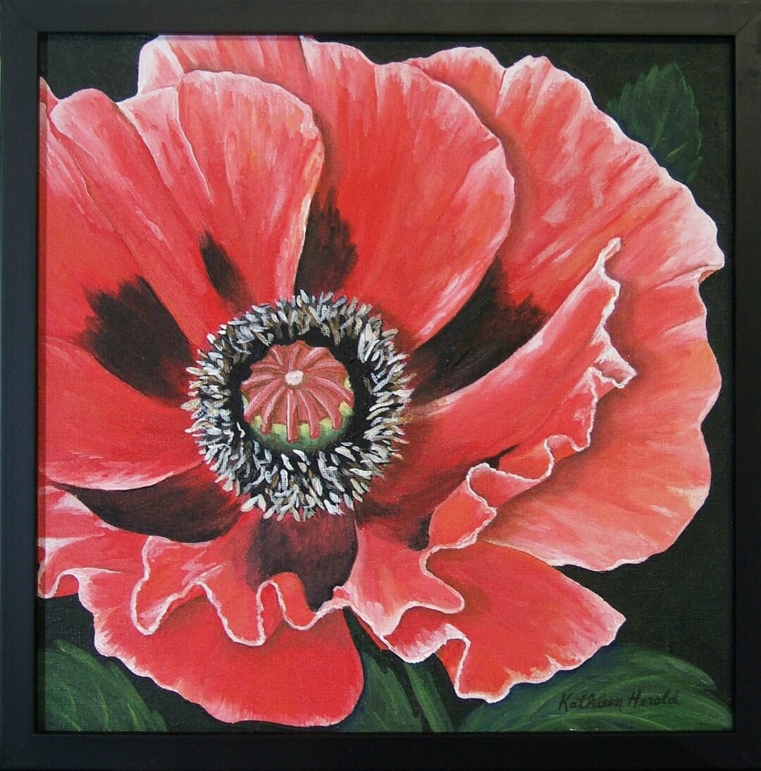 Red Poppy