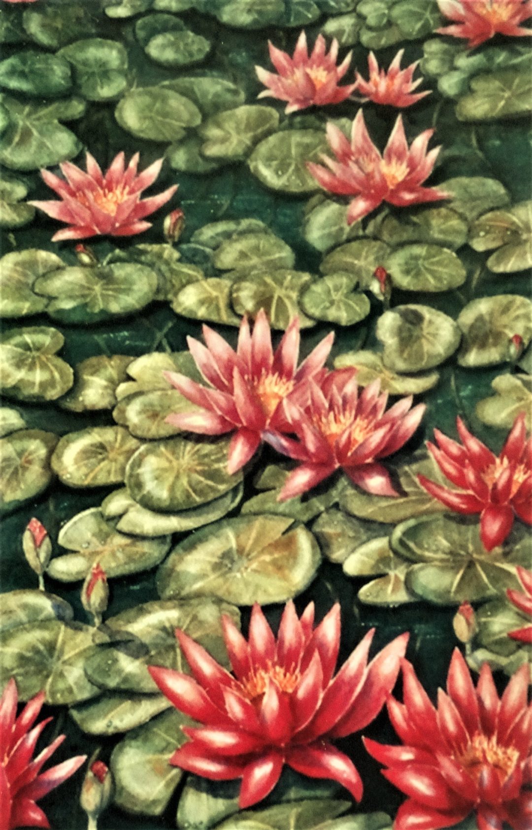 Water Lilies