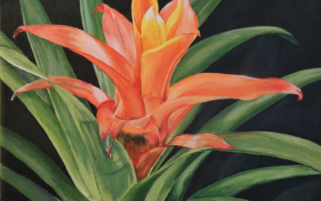 Orange Bromeliad