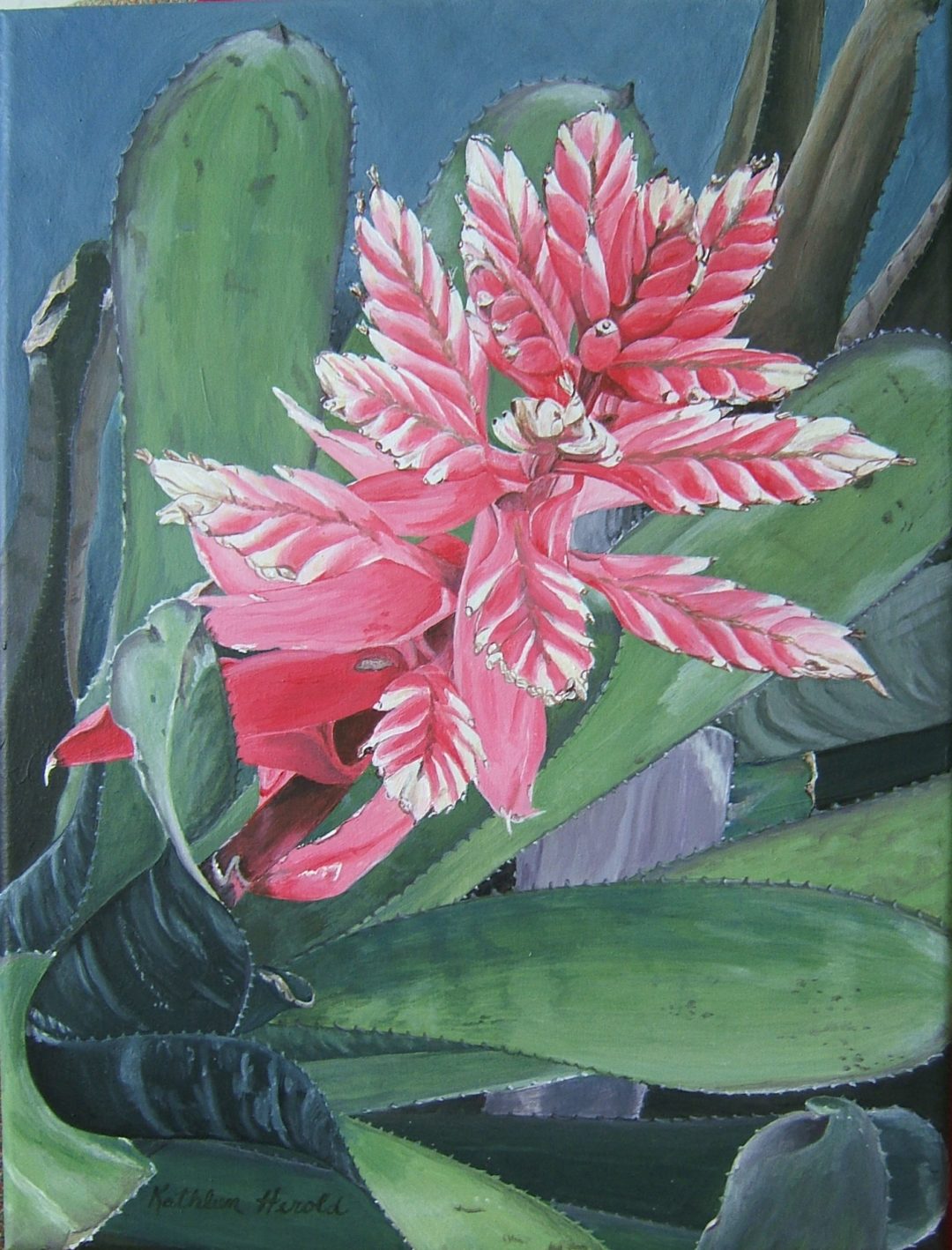 Pink Bromeliad