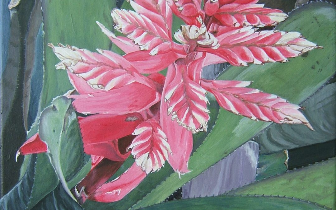 Pink Bromeliad