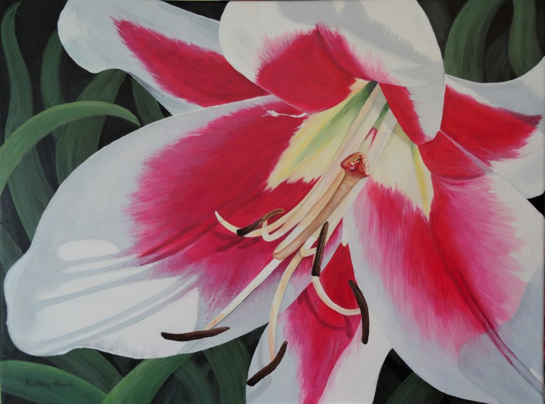 White and Pink Lily