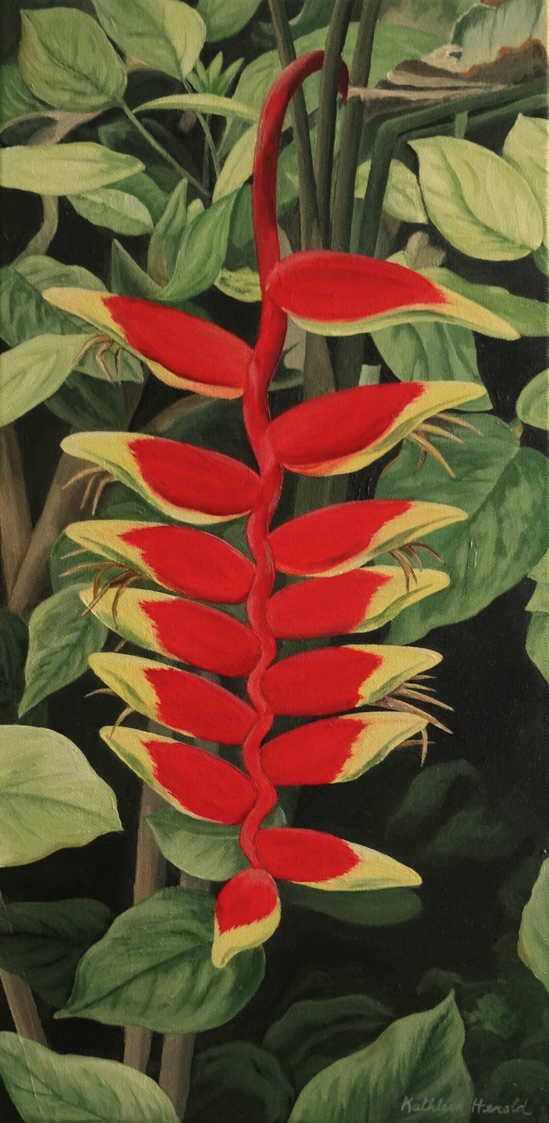 Red Heliconia